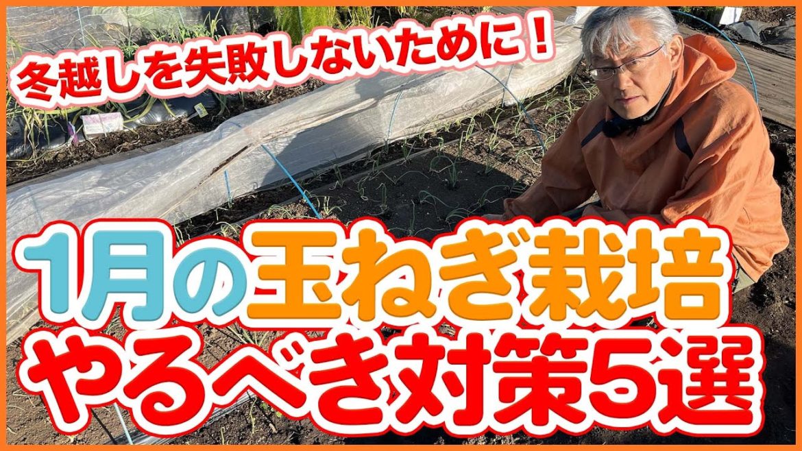 家庭菜園や農園の玉ねぎ栽培で冬越しを失敗しないために!1月やるべき対策5選!【農園ライフ】5 selections of work to do in onion cultivation in Jan. 家庭菜園や農園の玉ねぎ栽培で冬越しを失敗しないために!1月やるべき対策5選!【農園ライフ】5 selections of work to do in onion cultivation in Jan.