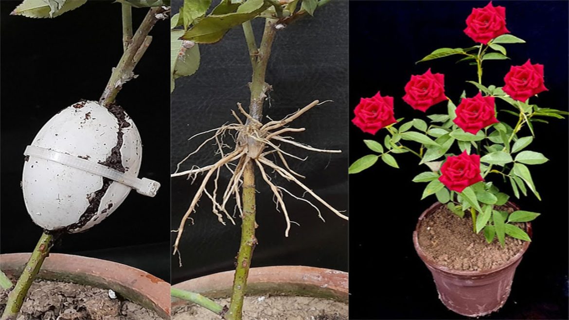 100% rooting rose by chicken eggs with air layering skill | Rose cuttings