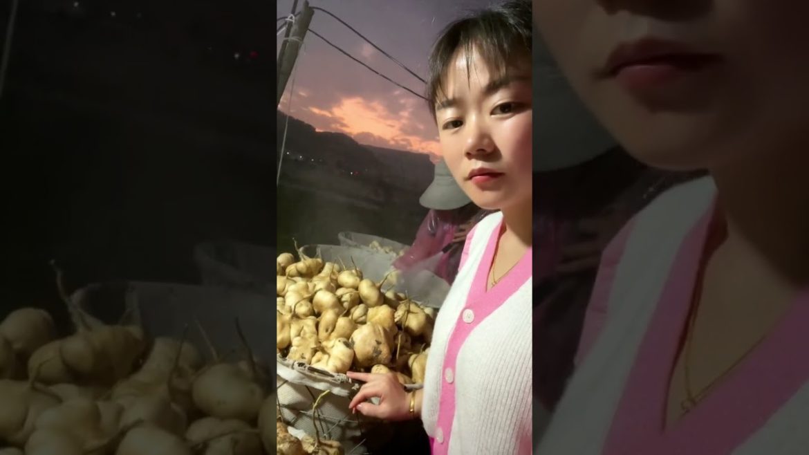 Harvest Yam bean tubers Harvest Yam bean tubers