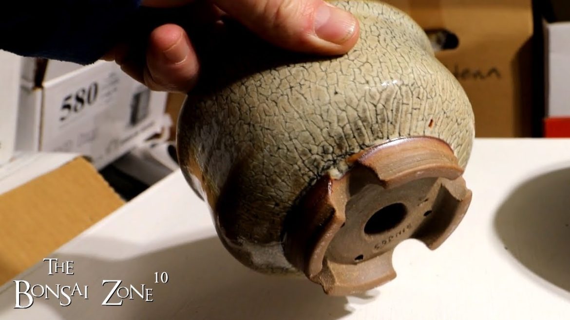 Sophie's Pots and More, The Bonsai Zone, Jan 2023