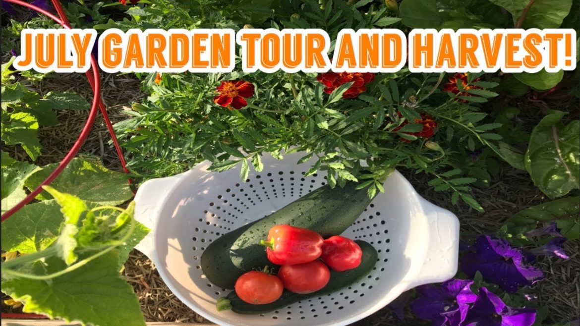 JULY 2020 Container Garden Tour and Harvest