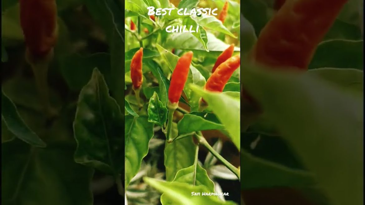 Best Classic Chilli #chilli#shorts#2022#shortsviralvideo