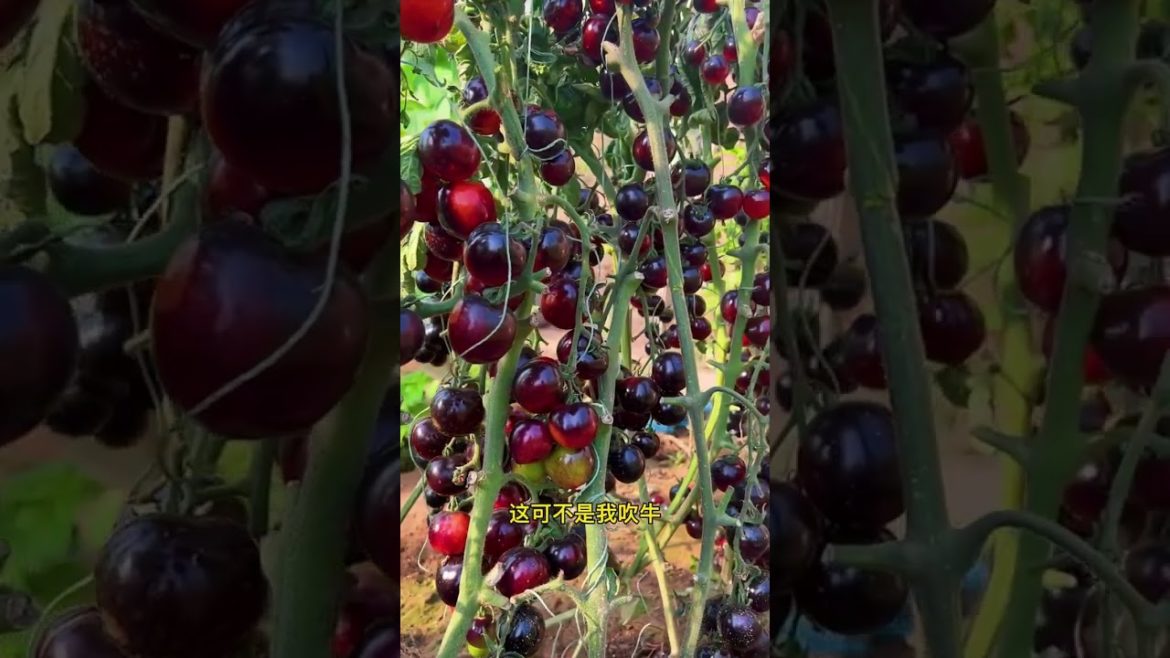 how to growing vegetable #natural #satisfying how to growing vegetable #natural #satisfying