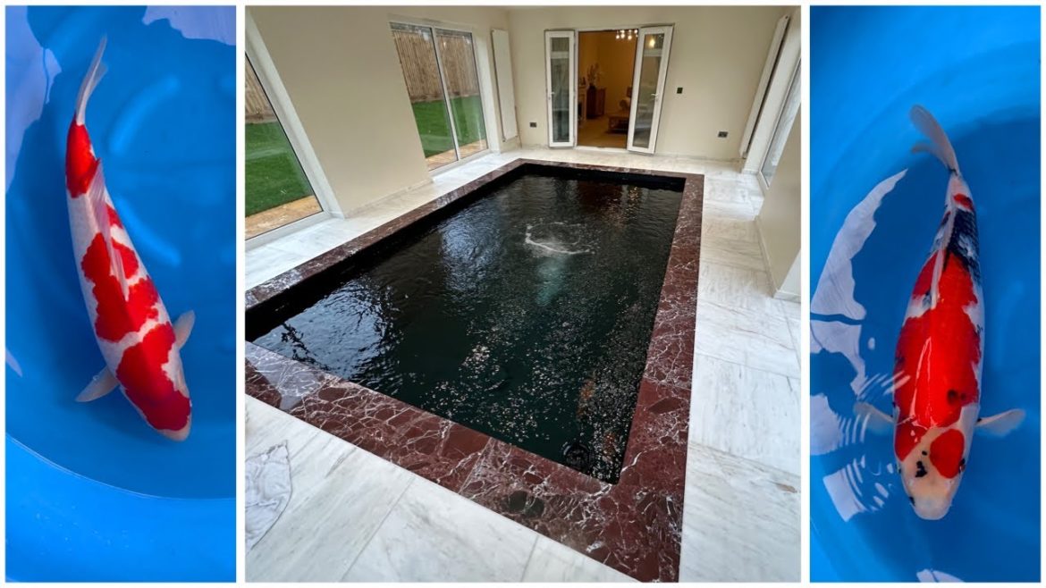 SPECIAL DAINICHI NISAI + AMAZING POND!!