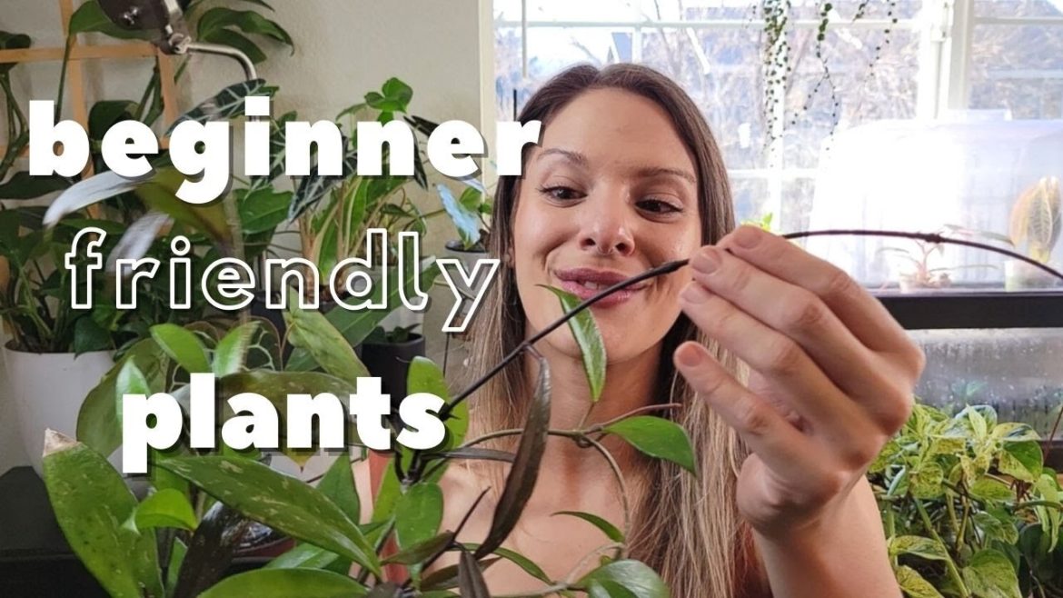 Rare & Common Houseplants for Beginners | Plants That Teach You Lessons Rare & Common Houseplants for Beginners | Plants That Teach You Lessons