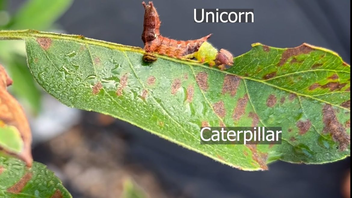 Very Hungry Caterpillars Very Hungry Caterpillars