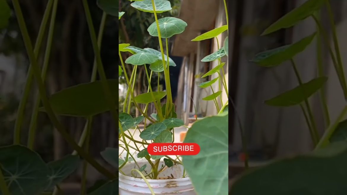 Nasturtium Plants #shorts #gardening #nastesium Nasturtium Plants #shorts #gardening #nastesium