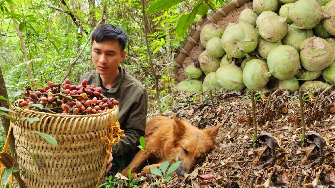 Forest fruit picking, Harvest kohlrabi to dry