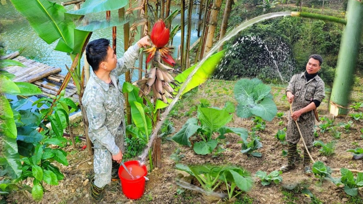 Taking care of the forest banana garden, installing a vegetable garden watering system, country life Taking care of the forest banana garden, installing a vegetable garden watering system, country life