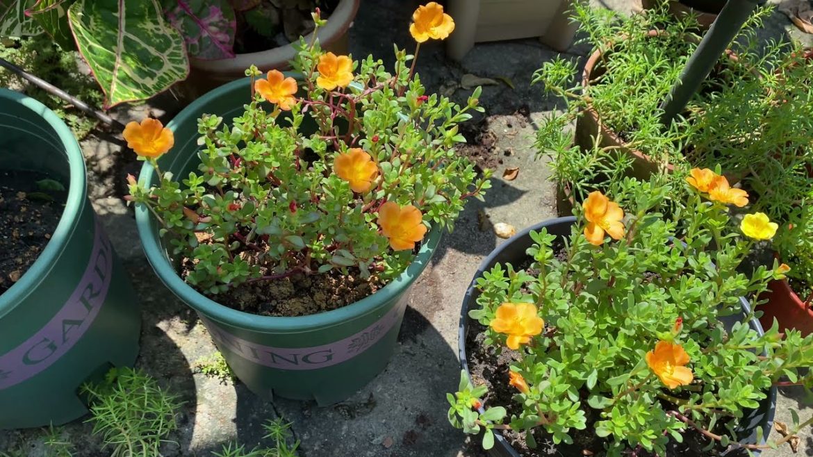 Orange Japanese Rose and the others #Orange #JapaneseRose #Rose #Malaysia