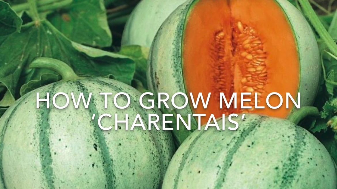 How to Grow Melon ‘Charentais’, Growing Melons, Vegetable Gardening How to Grow Melon ‘Charentais’, Growing Melons, Vegetable Gardening