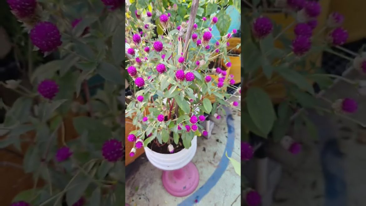 மாடியில் அழகு பூக்கள் அணிவகுப்பு  colorful garden | terrace garden flowers #terrace_garden #arun