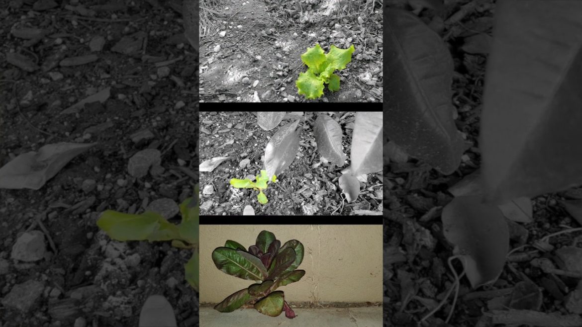 growing lettuce is ridiculously EASY! #shorts growing lettuce is ridiculously EASY! #shorts