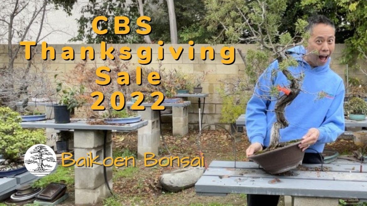 CBS Thanksgiving Sale 2022 – Bonsai Destination – Baikoen Bonsai Club CBS Thanksgiving Sale 2022 - Bonsai Destination - Baikoen Bonsai Club