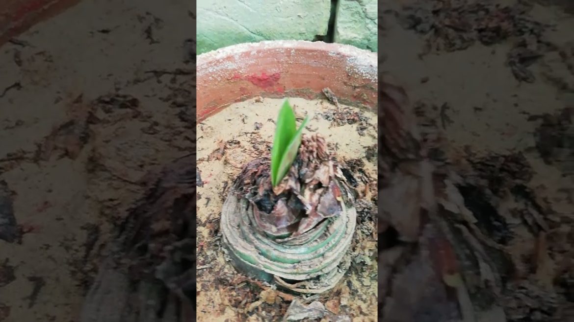 My Small Beautiful Home Garden Raining In My Backyard EP - 577 #shorts #garden