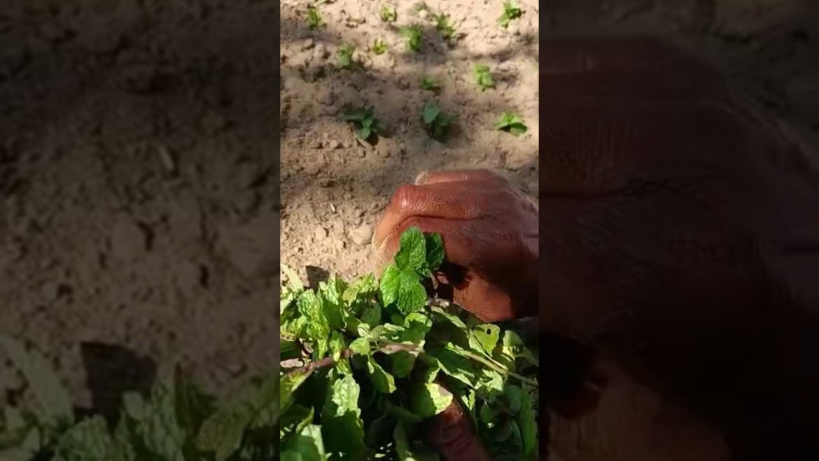 How to propagate mint plant #shorts#youtubeshorts #gardening