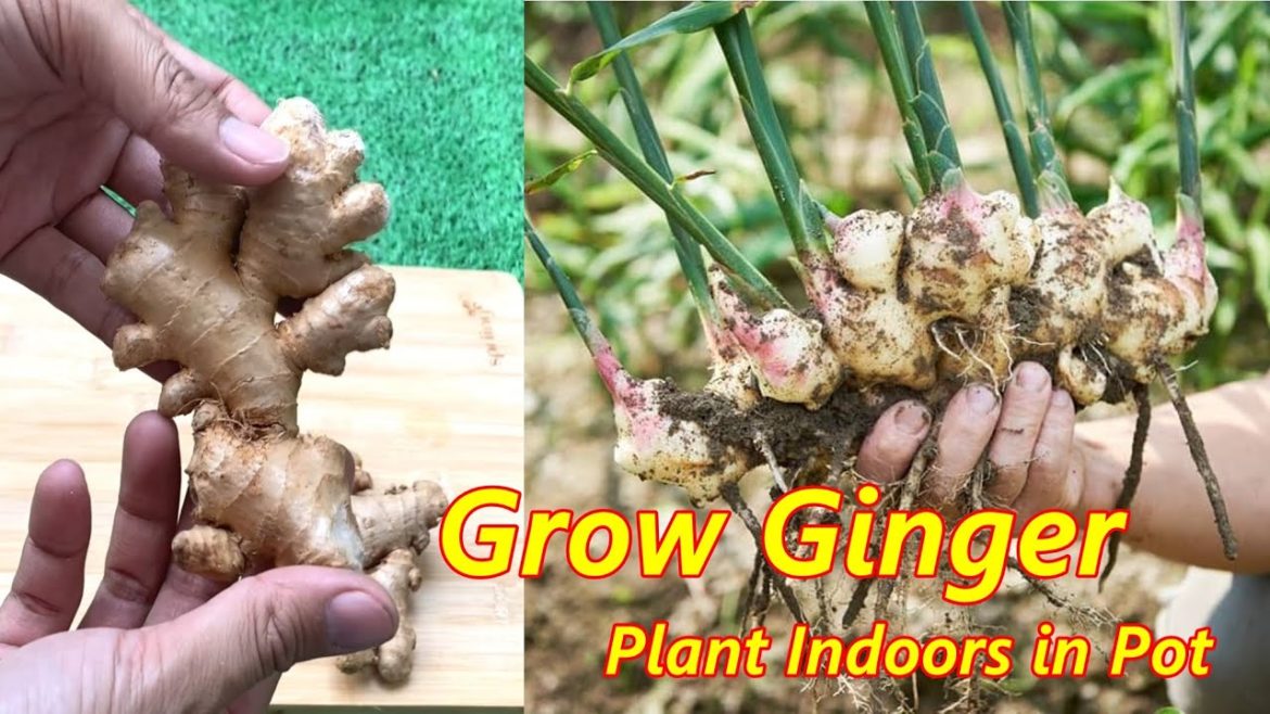 How to Grow Ginger Plant Indoors in Pot #garden #omg #trending