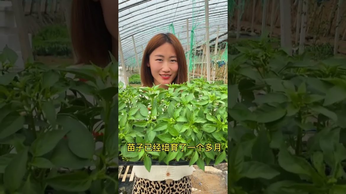 how to growing vegetable #natural #satisfying how to growing vegetable #natural #satisfying