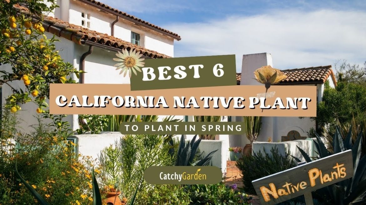 Best 6 California Native Plants To Plant In Spring 🍀🌸 // Gardening Tips