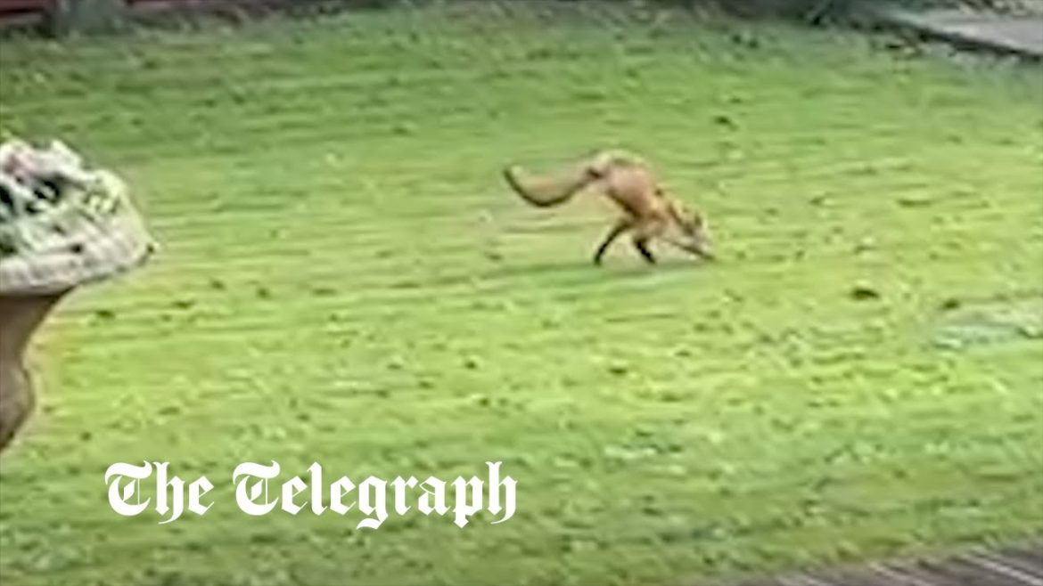 Watch the bizarre moment a two-legged fox is spotted in a Derbyshire garden Watch the bizarre moment a two-legged fox is spotted in a Derbyshire garden