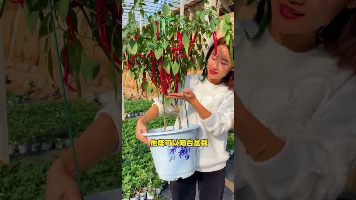 how to growing vegetable #natural #satisfying how to growing vegetable #natural #satisfying