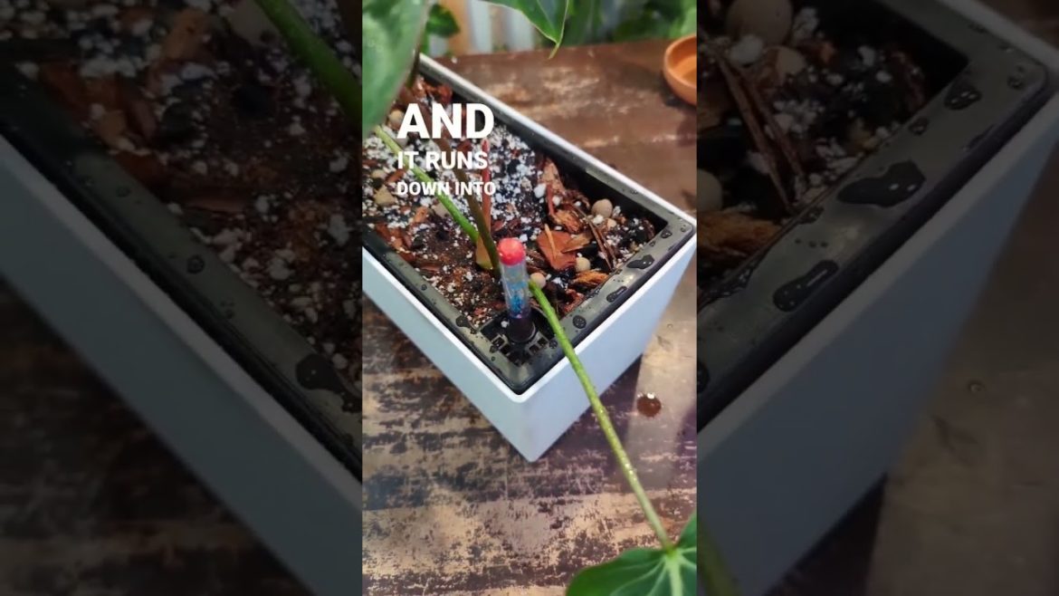 the best planter for crawling plants
