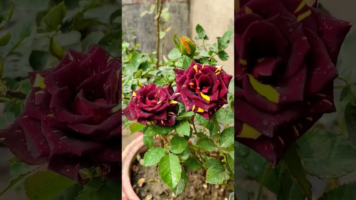 Tiger rose 🥰 #shorts #rose #trending #ytshorts #shortvideo