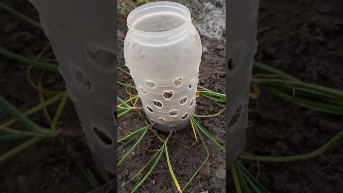 Garlic in instant pot #shorts #youtubeshorts #gardening