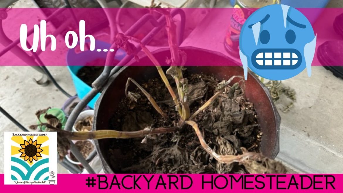 Mini Garden Tour | did the weather take out my garden? | The Backyard Homesteader Mini Garden Tour | did the weather take out my garden? | The Backyard Homesteader