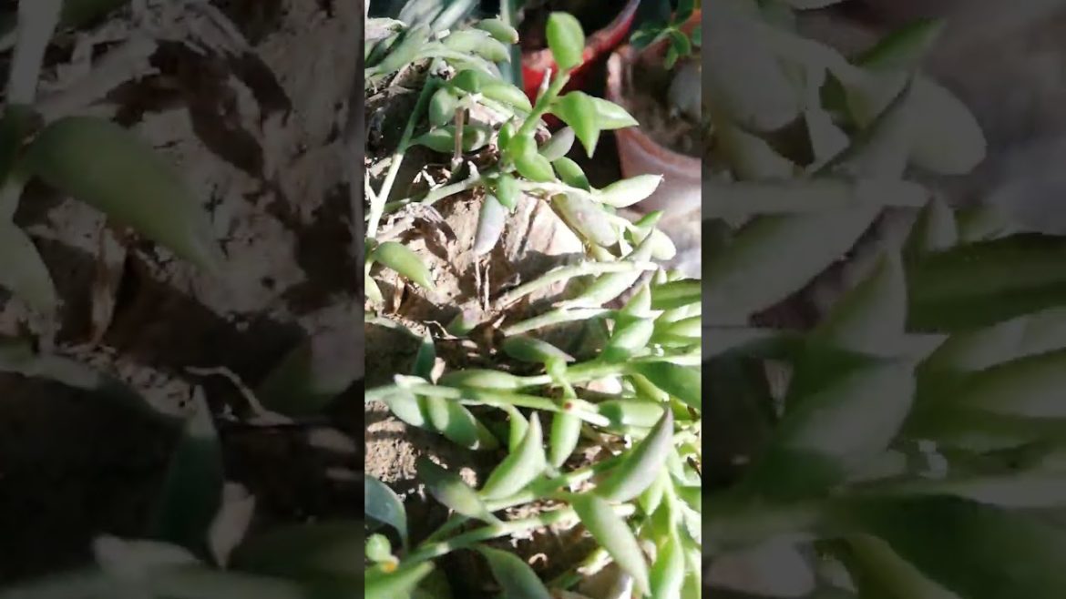 My Small Beautiful Home Garden Raining In My Backyard EP - 660 #shorts #garden