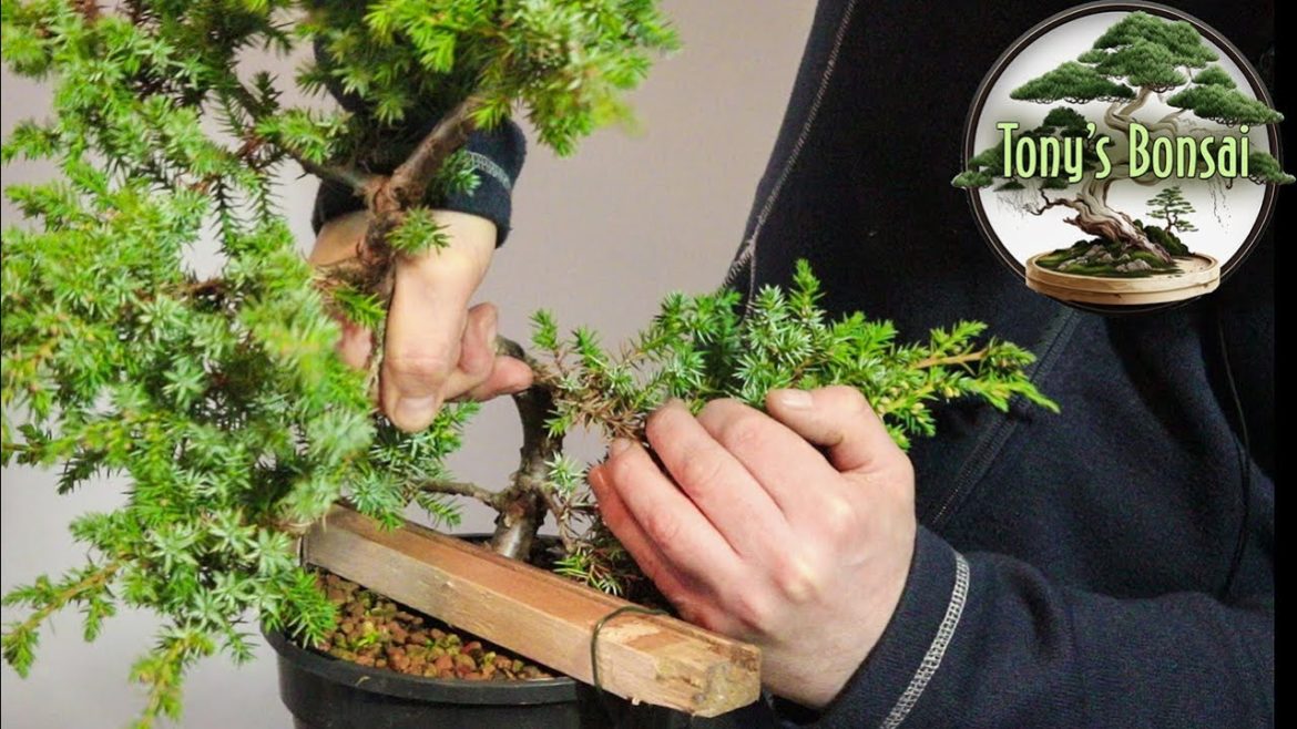 Squamata juniper bonsai - Improving the design