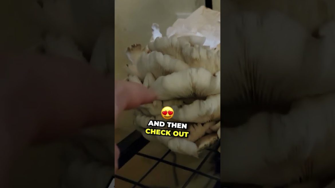 Harvesting Indoor Mushroom in 2023 #Shorts #gardening #mushroom