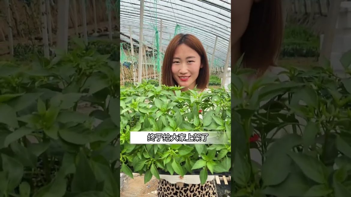 how to growing vegetable #natural #satisfying