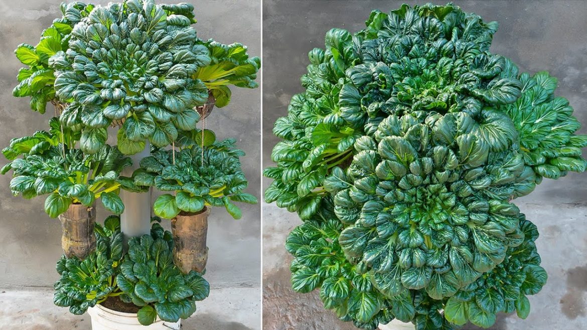 No need for a garden, Tips to grow vegetable (Tatsoi) grow as fast as blow, eat all year round