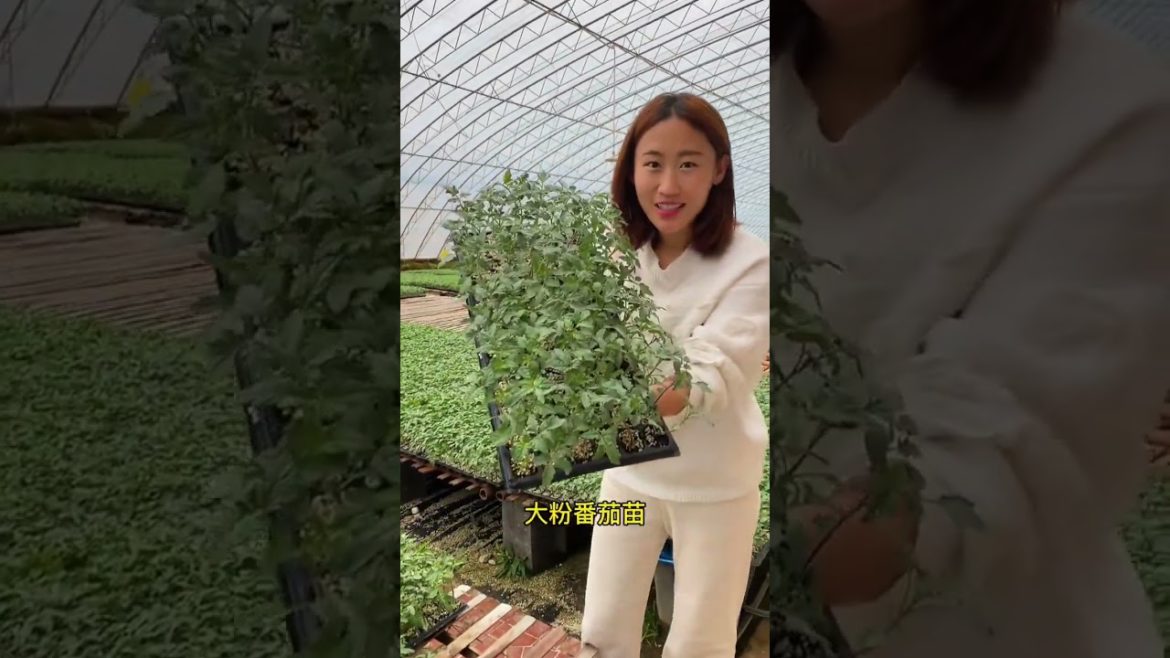 how to growing vegetable #natural #satisfying
