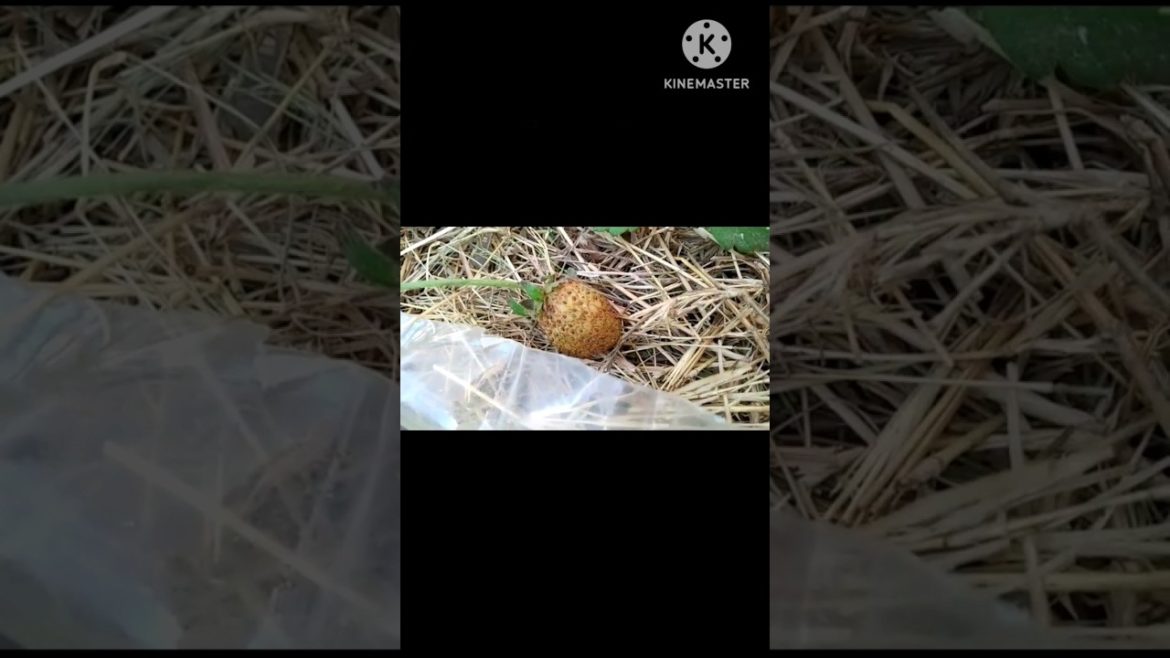 #gardeningtips #strawberryplant #Shorts |Transplanting strawberry in old pots #gardening #fruitplant