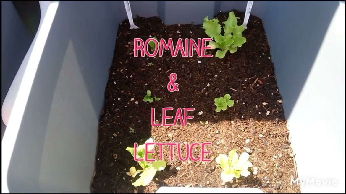 Raised Container Garden (update #6) Raised Container Garden (update #6)