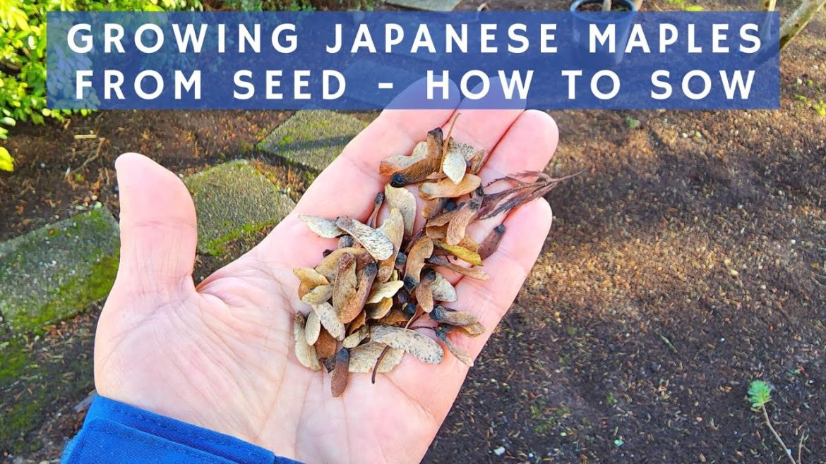 Growing Japanese Maples from Seeds - How to Sow in Late Fall/Winter