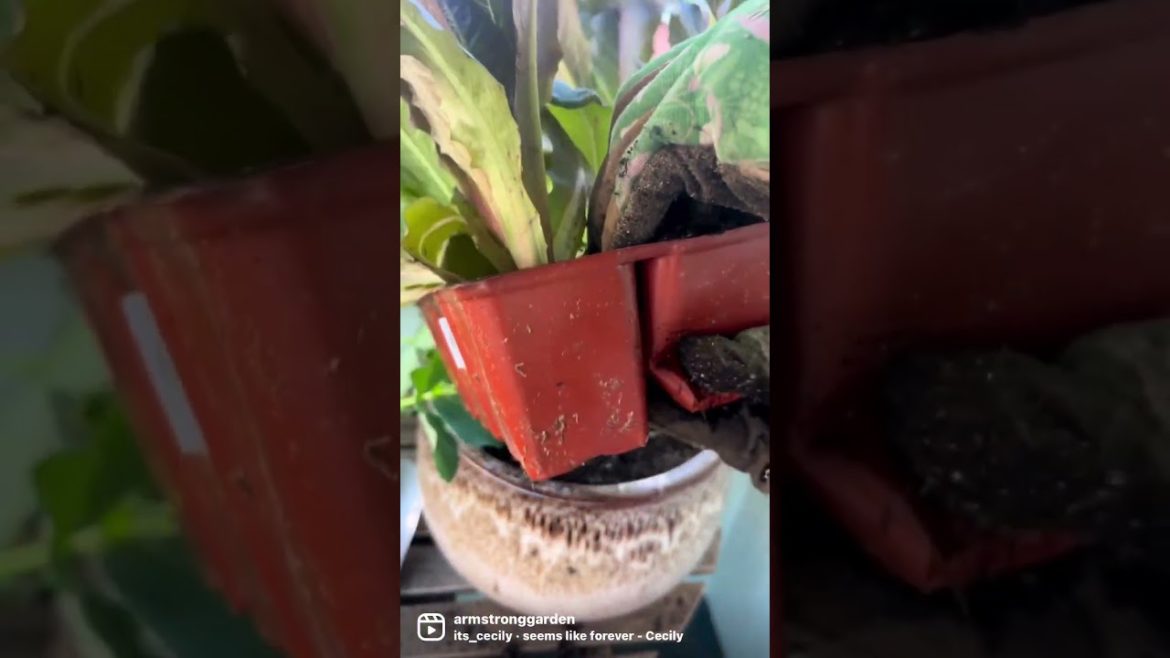 How to Plant a Winter Veggie Container Garden to Get Fresh, Healthy Veggies