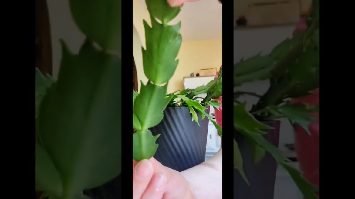 How to Propagate Cactus| #plants #diy #diylife #shorts #gardening