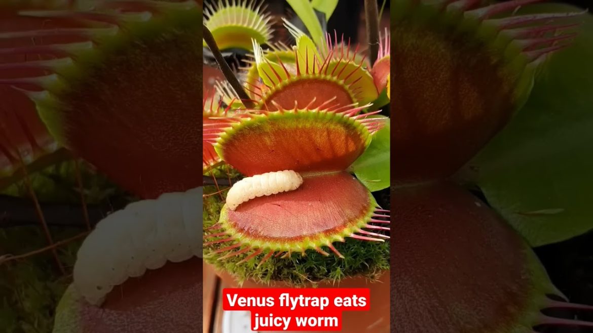 Venus flytrap eats juicy worm