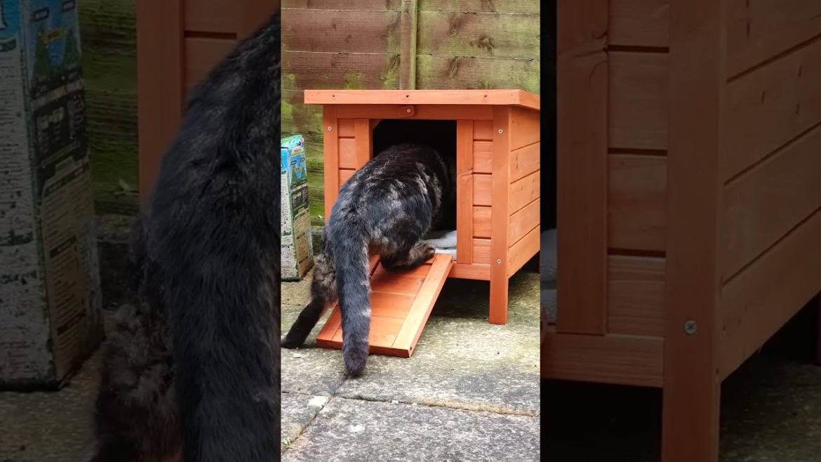 Amazing DIY Cat House Protects Cat from Rain! #Cats #Shorts Amazing DIY Cat House Protects Cat from Rain! #Cats #Shorts