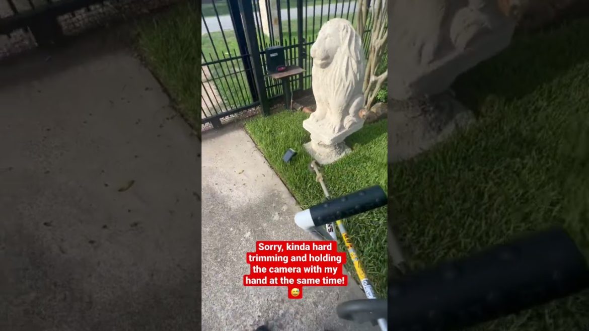 Trimming TALL front YARD - enjoyable LAWN CARE! #mowing #mow