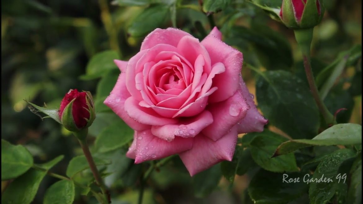 Very Gorgeous Rose Flower || Top 5 Tips to Grow your Rose Plant