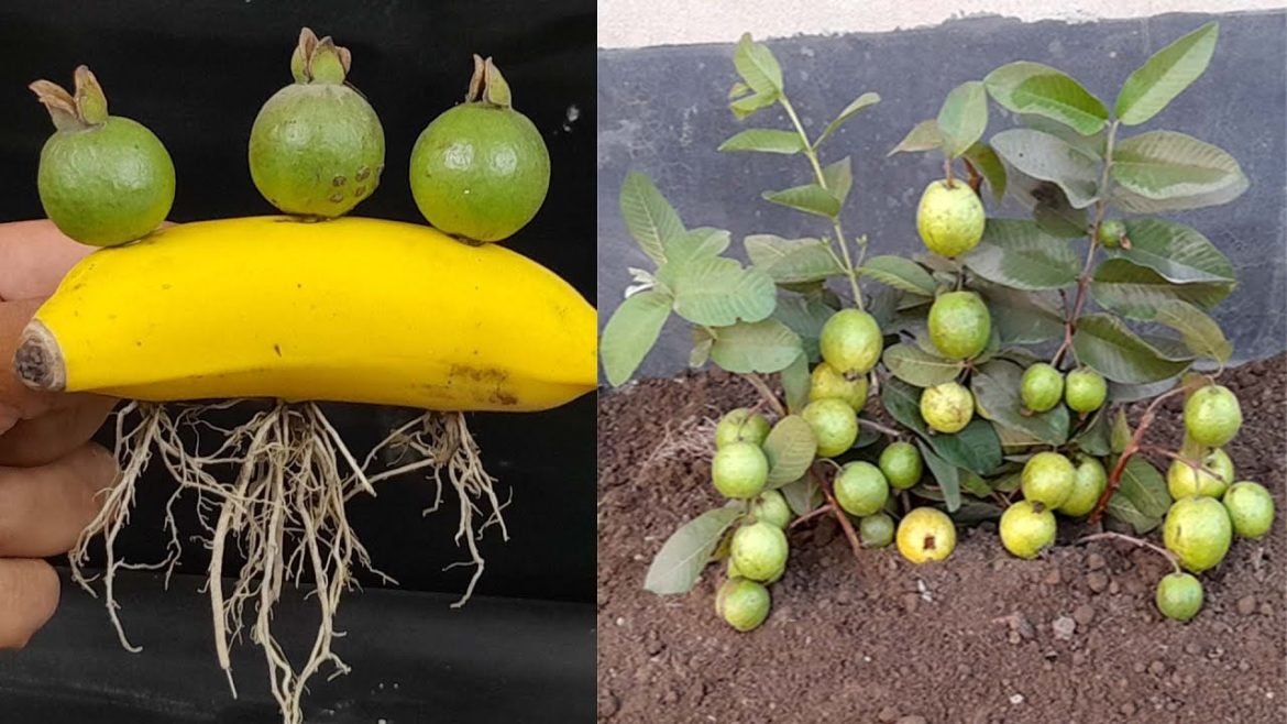 How to propagate guava from the best buds, excellent guava growing method