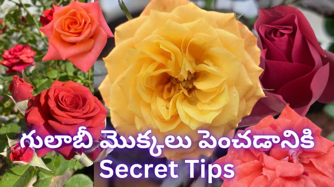 Top Secret Tips for Rose Plants – Complete Care | Seeds For Sale Top Secret Tips for Rose Plants - Complete Care | Seeds For Sale