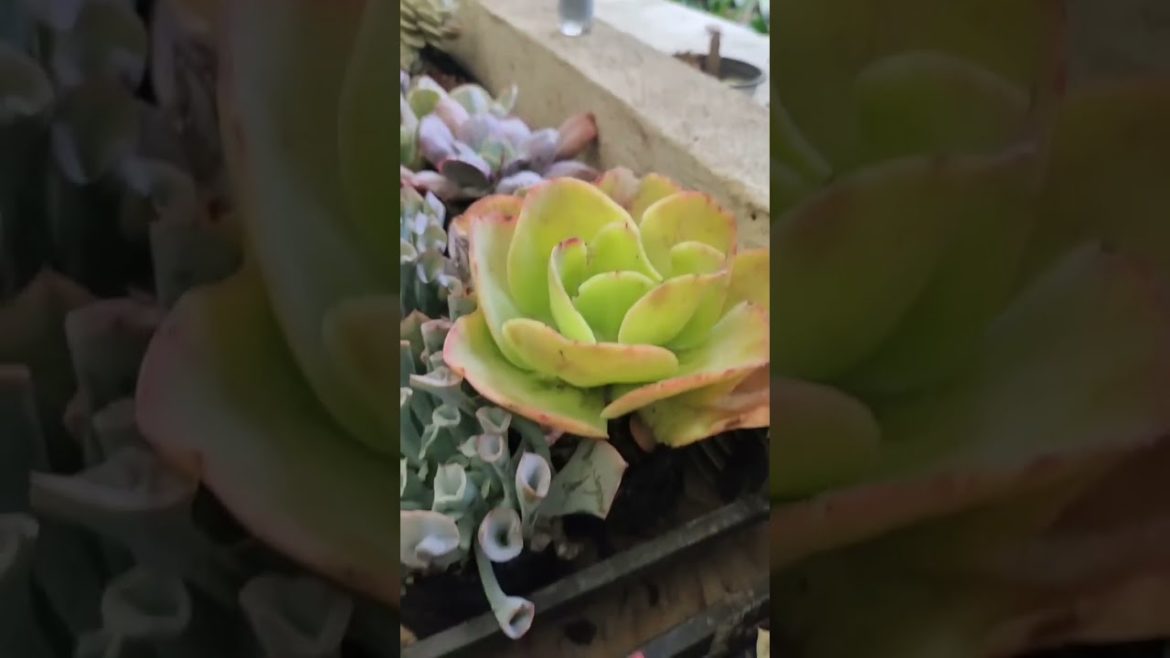 Amazing succulents Plants #shorts  - Creative Garden Idea & Plant Care