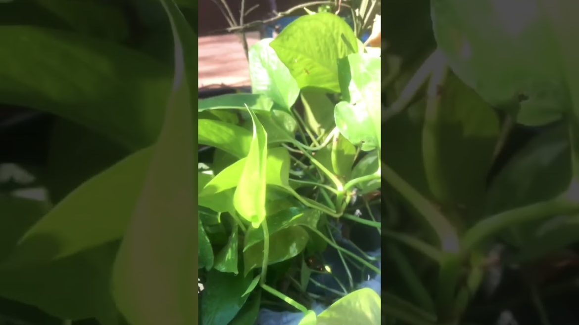 These 4 Plants are Easy To Maintain #shorts #plants #trending These 4 Plants are Easy To Maintain #shorts #plants #trending