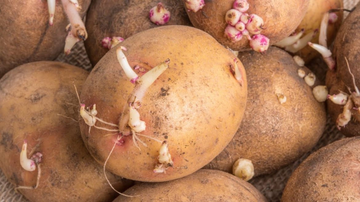 The Truth About Sprouted Potatoes The Truth About Sprouted Potatoes