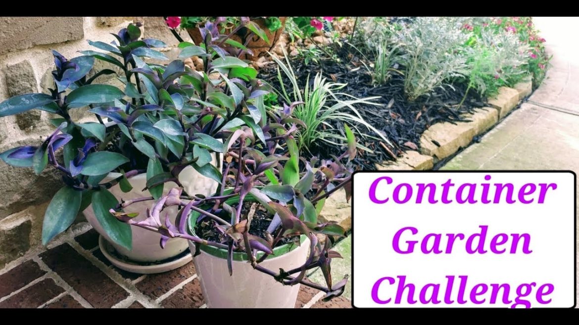 🌸🌷🌼🌺Container Garden Challenge🌸🌷🌼🌺